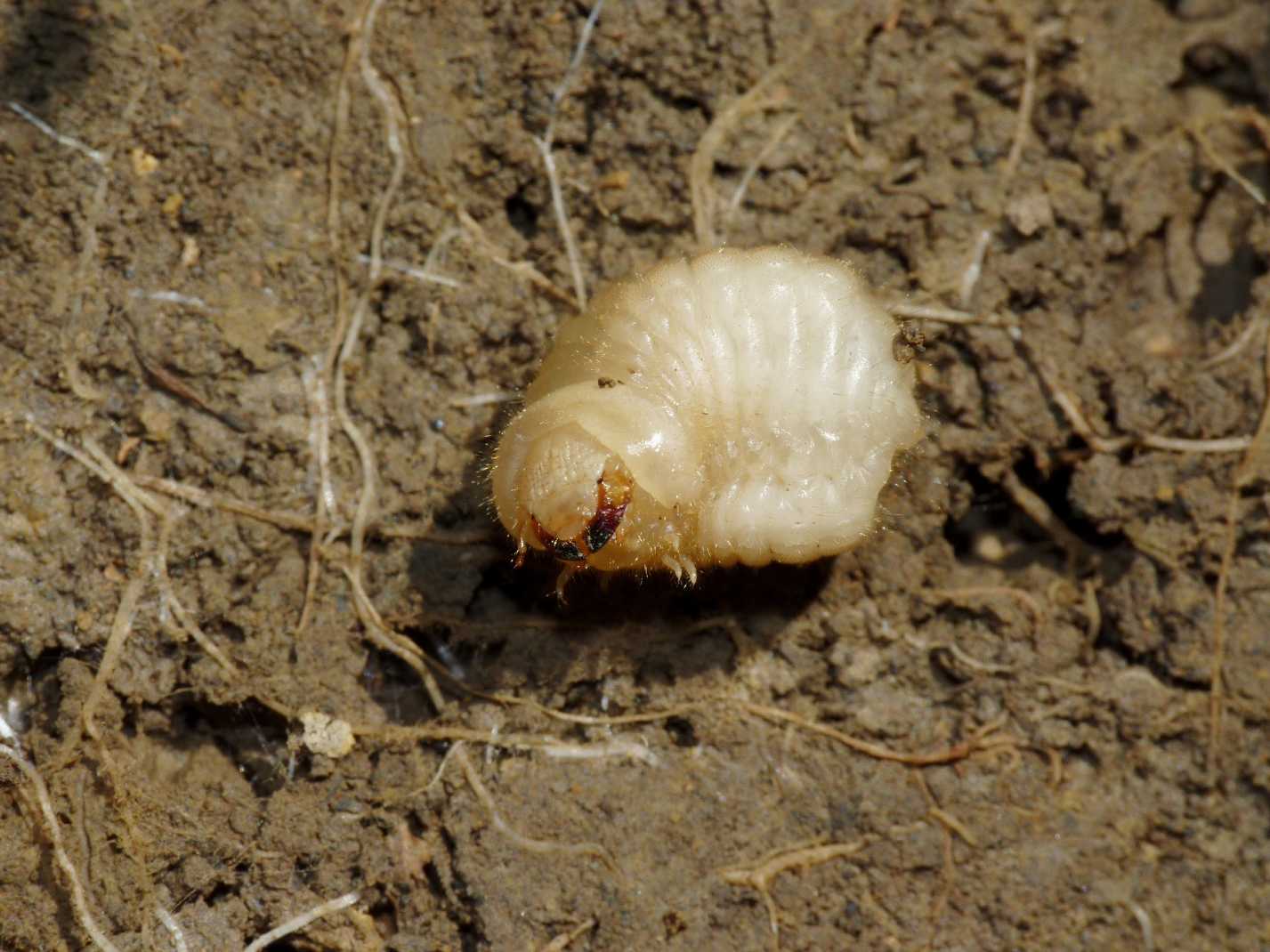 Larva mai vista: Vesperus luridus